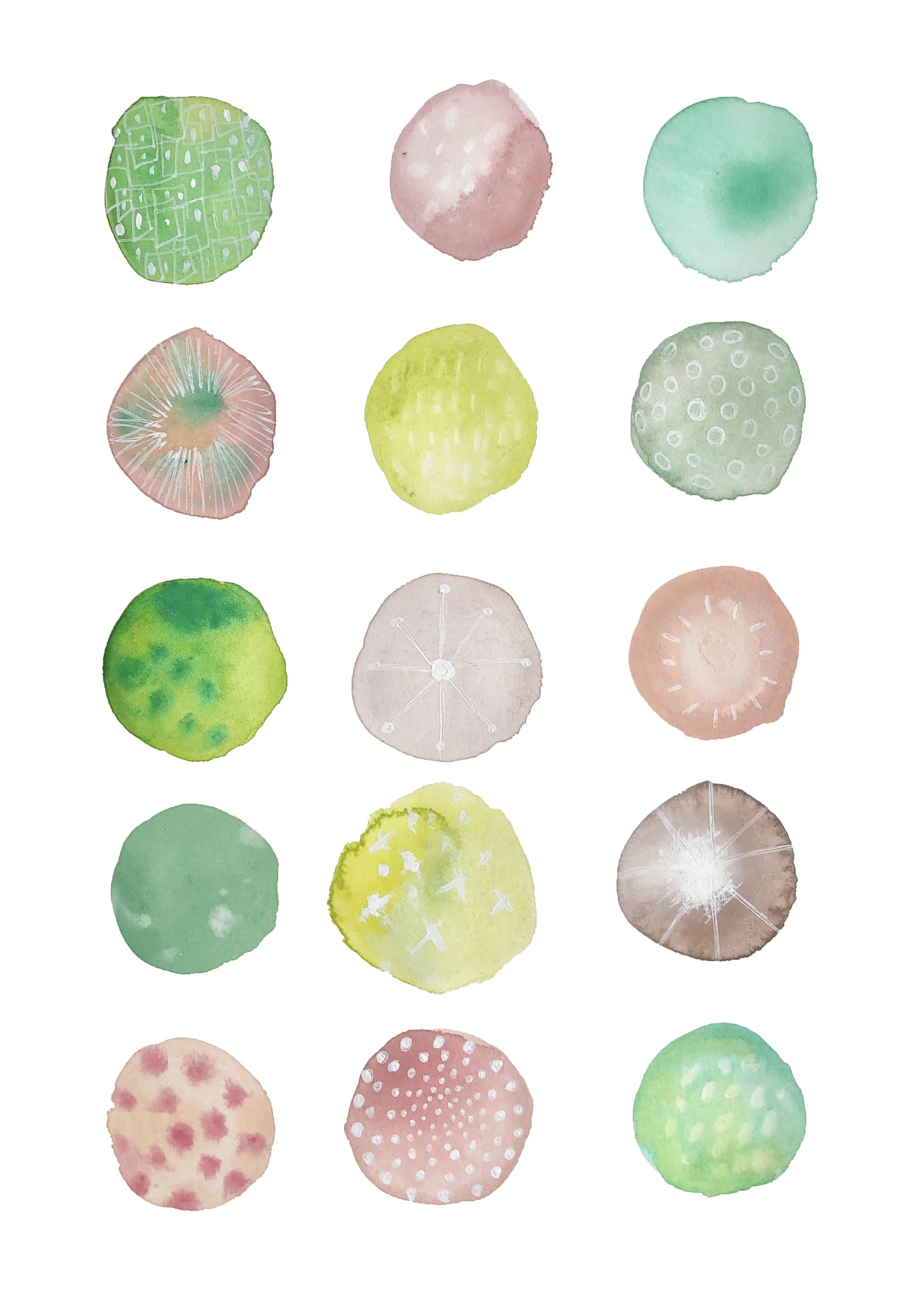 Sand Dollar No 1