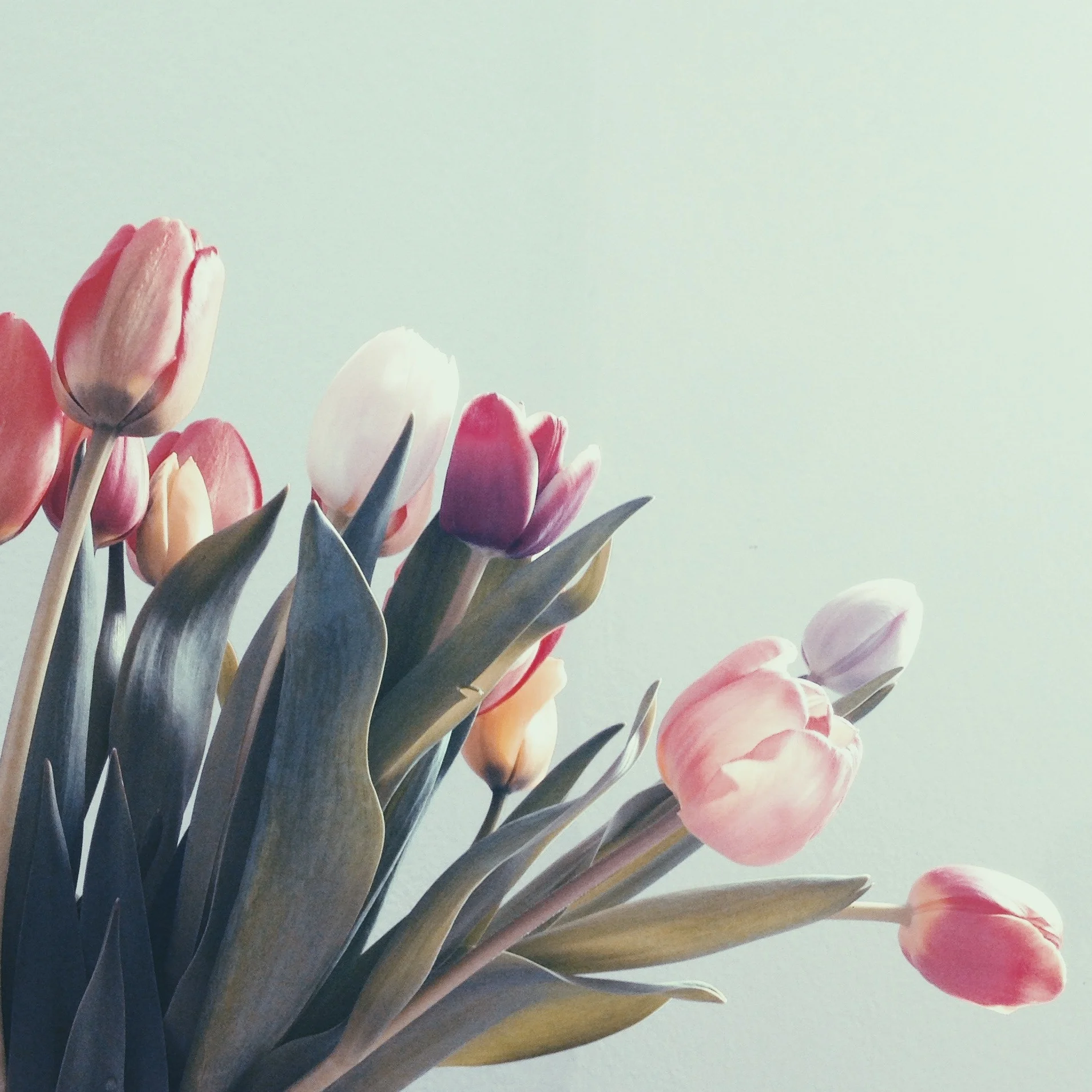 Tulip Time