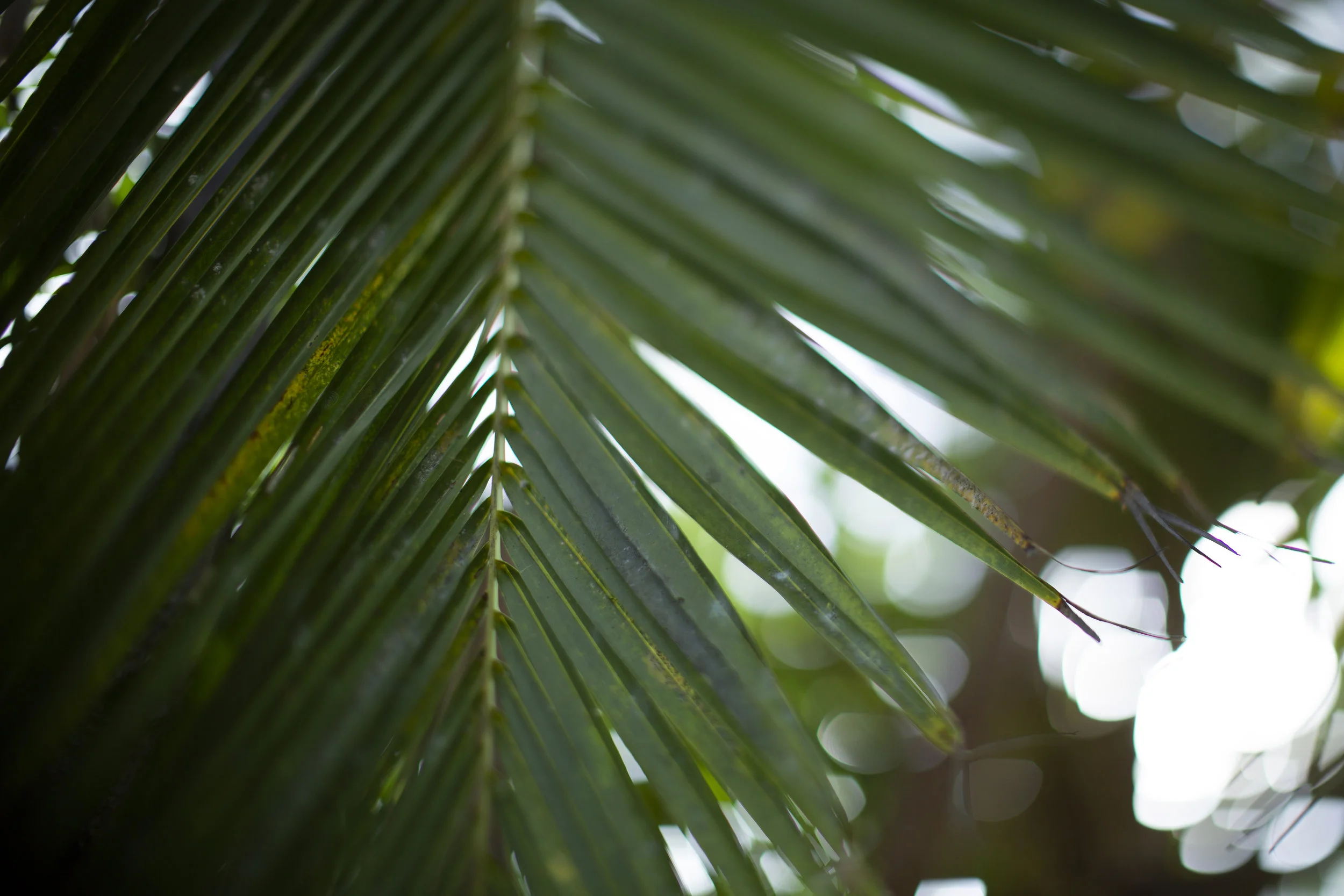 MAY IN OAHU