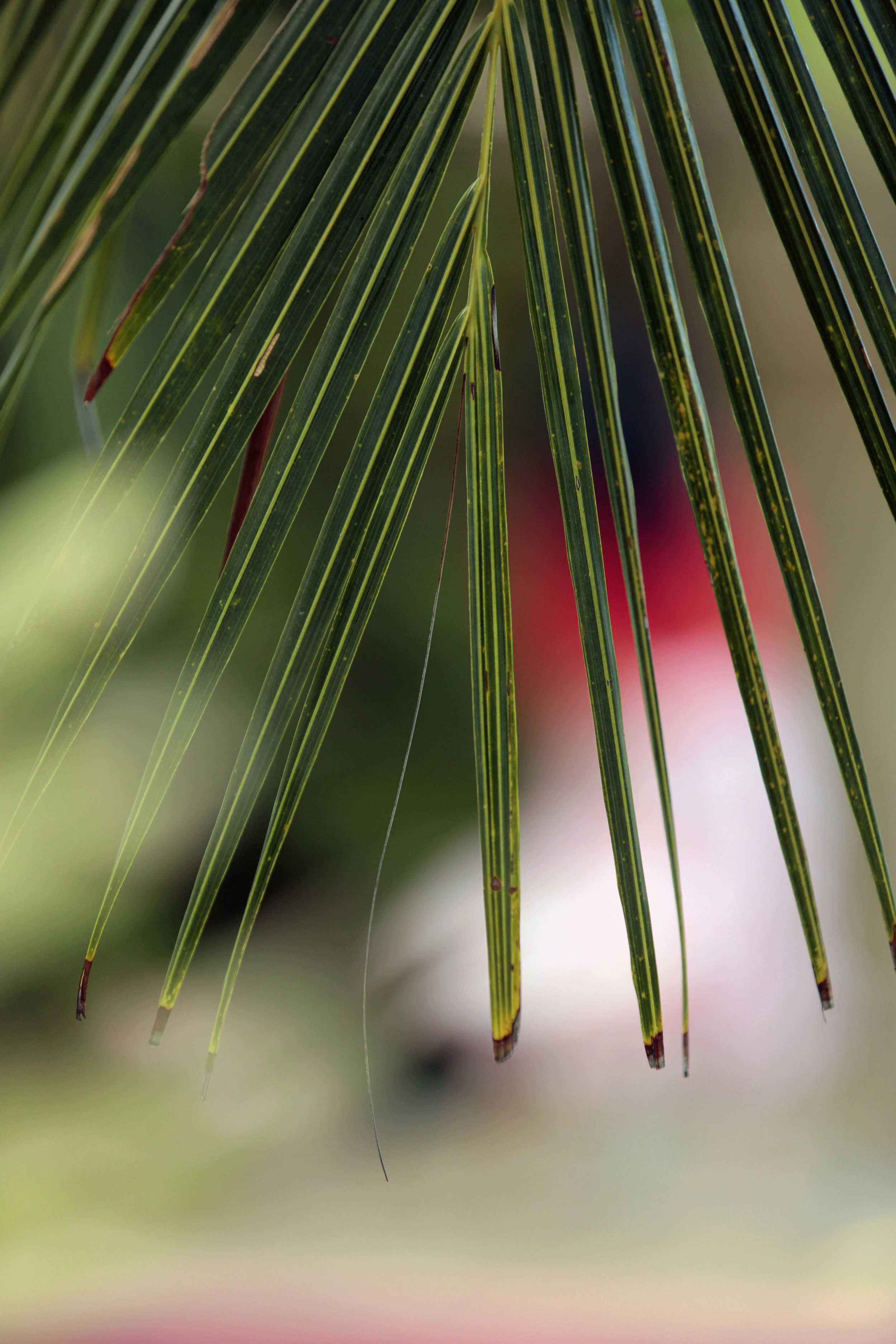 TROPIC RED