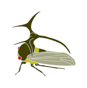 Treehopper Husbandry