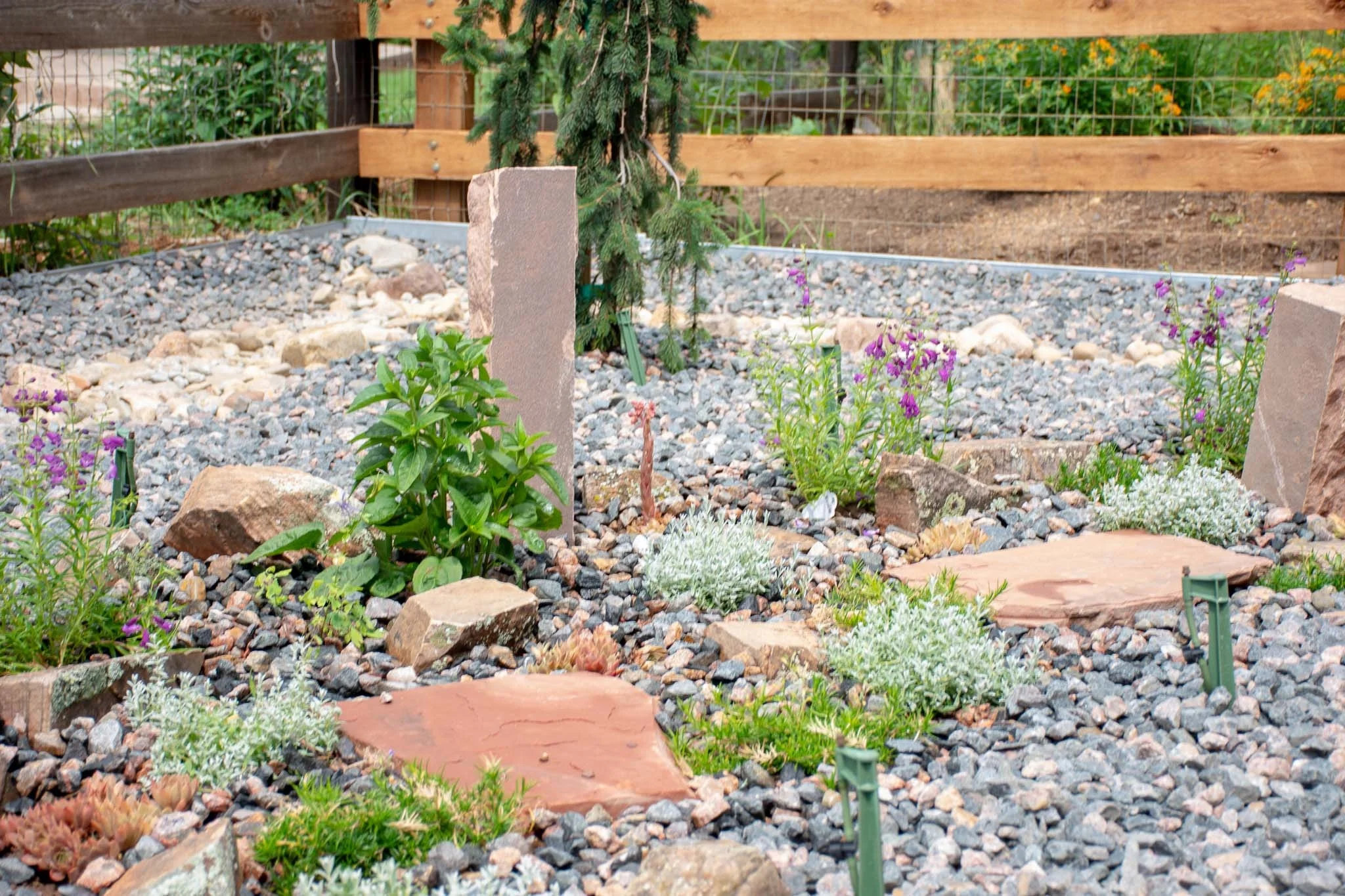 Close-up of Xeriscape/Natural landscaping in Lyons, CO 2019