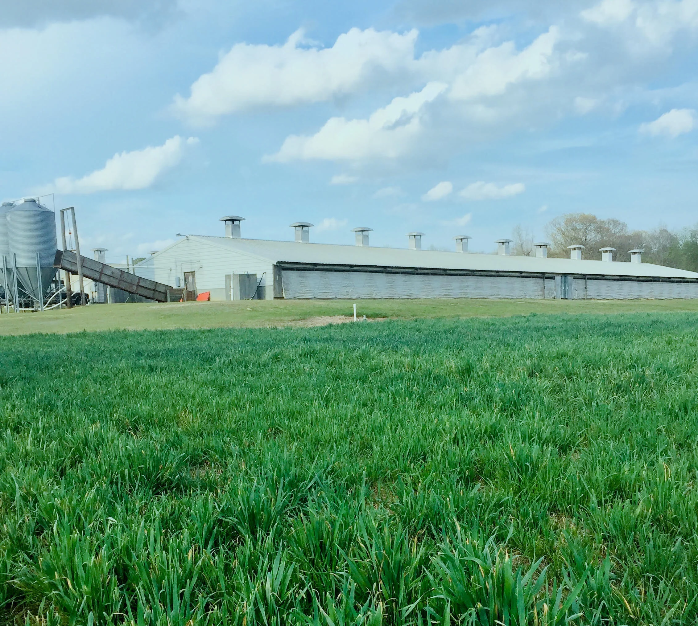 Activists Oppose Innovations that Improve NC Hog Farm Environmental Sustainability