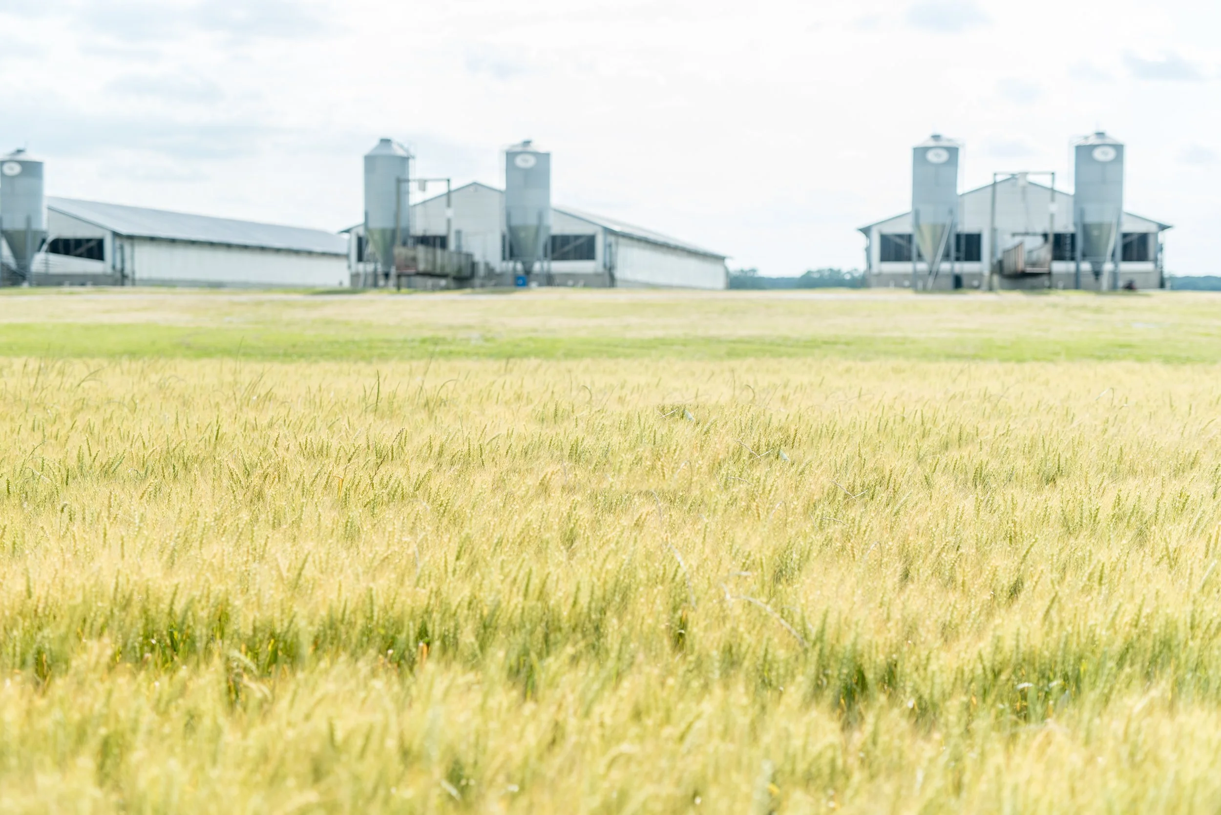 Make your voice heard: Comment on the new state permit for NC hog farms