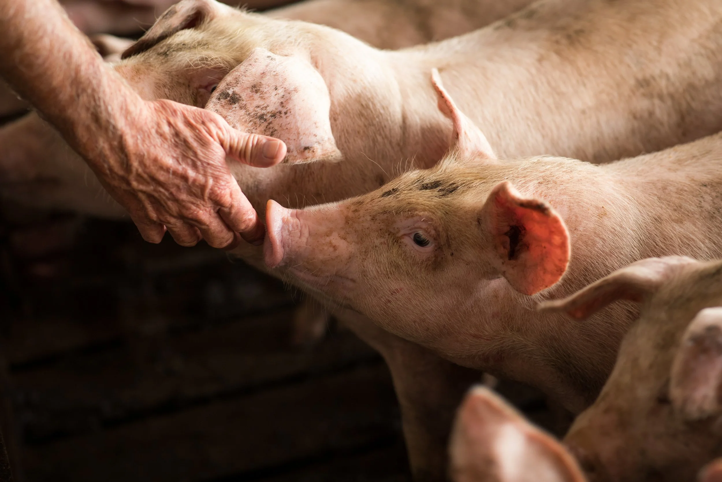 Looking Back: The Smithfield Lawsuits 