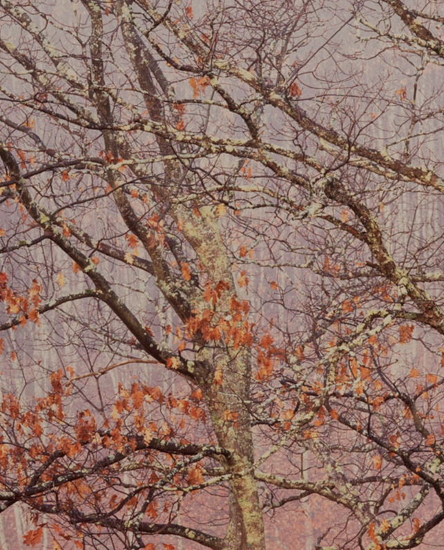 appalachian-mist-west-virginia.jpg