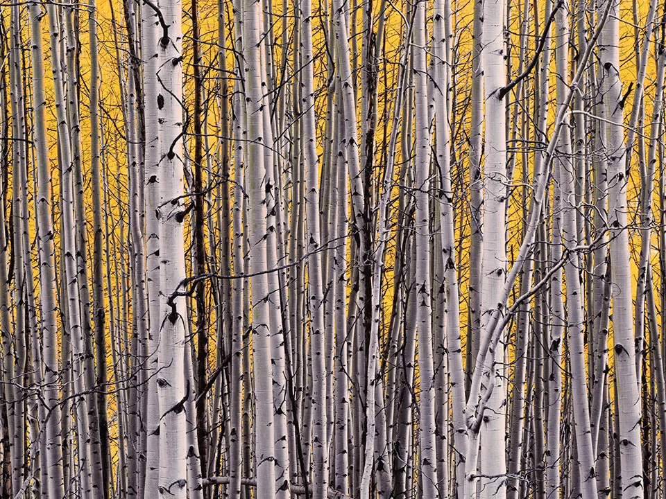 MFI Art Company Inc. corporate fine art consulting artwork 16