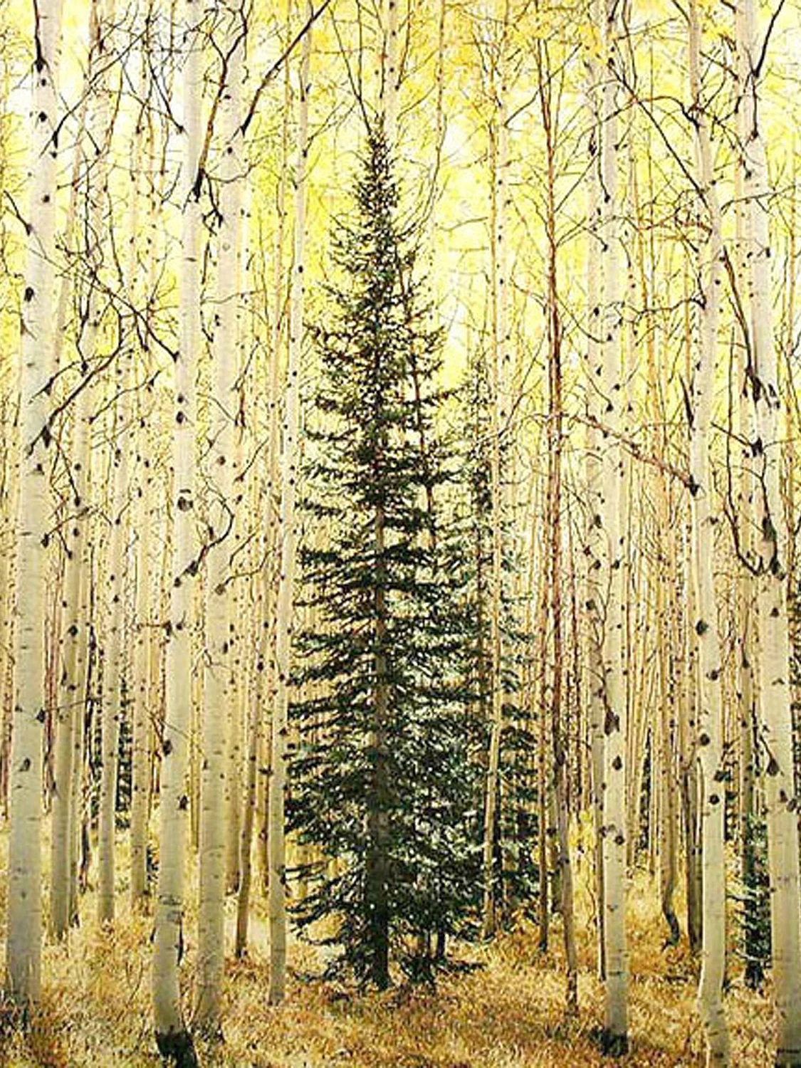 MFI Art Company Inc. corporate fine art consulting artwork 29