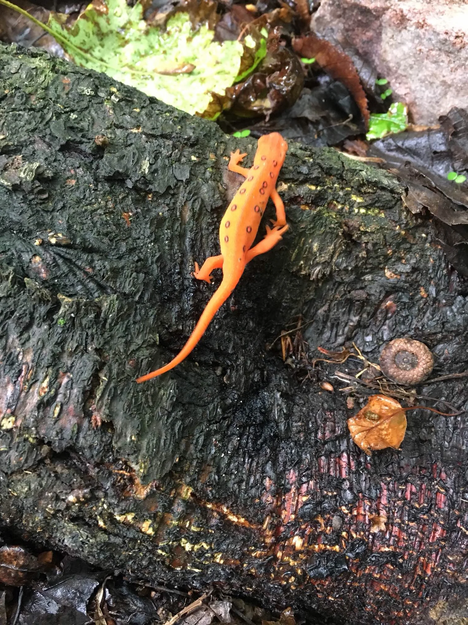 Port Clinton and Cabela’s