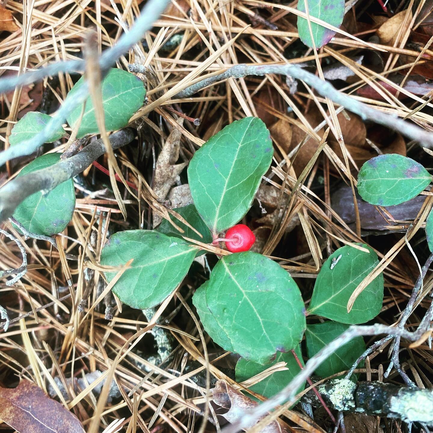 Wintergreen in the Jersey Pines... #escapingnewjersey #jerseypines #jerseyshore #wintergreen