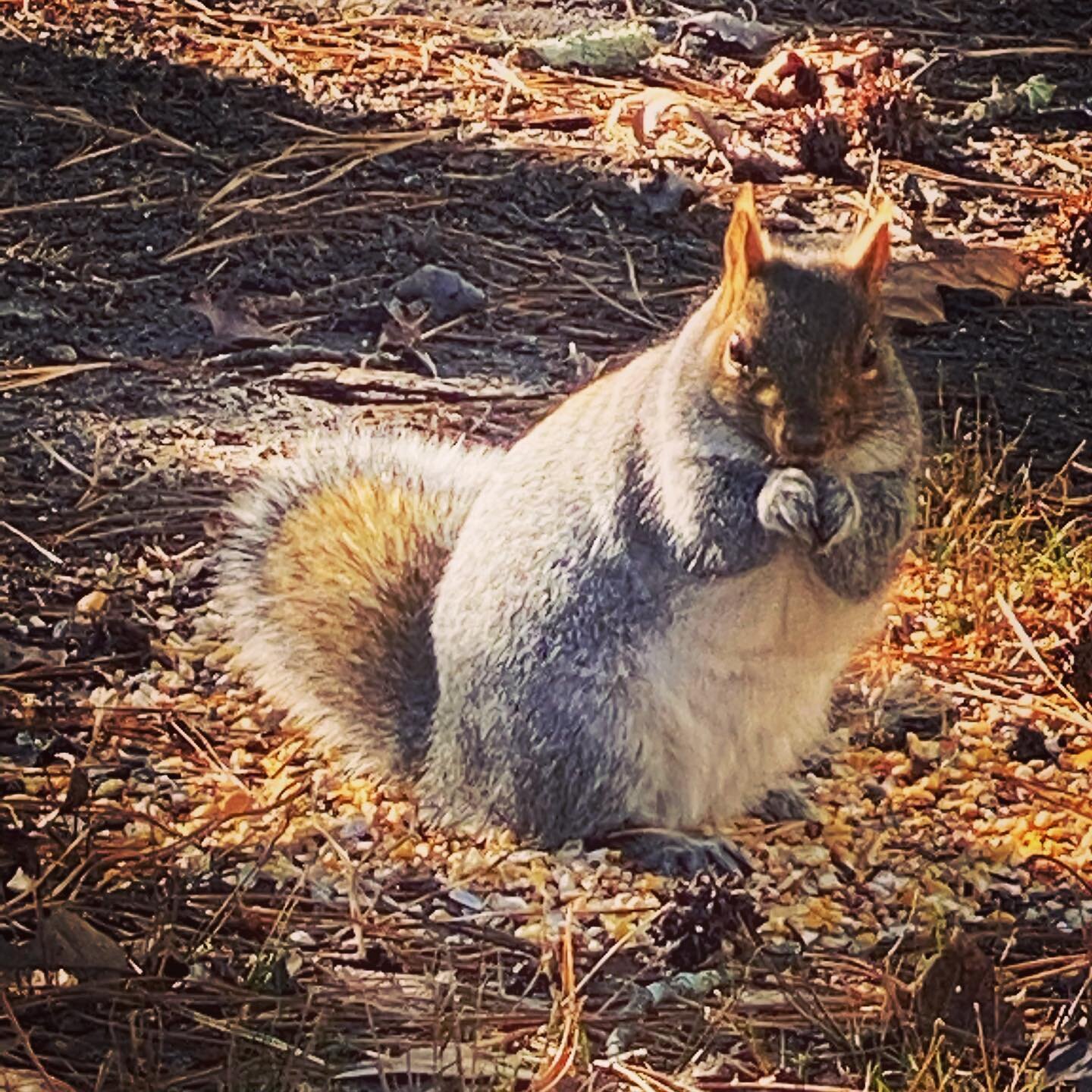 Are you looking at me?! #escapingnewjersey #wheatonarts #squirrel