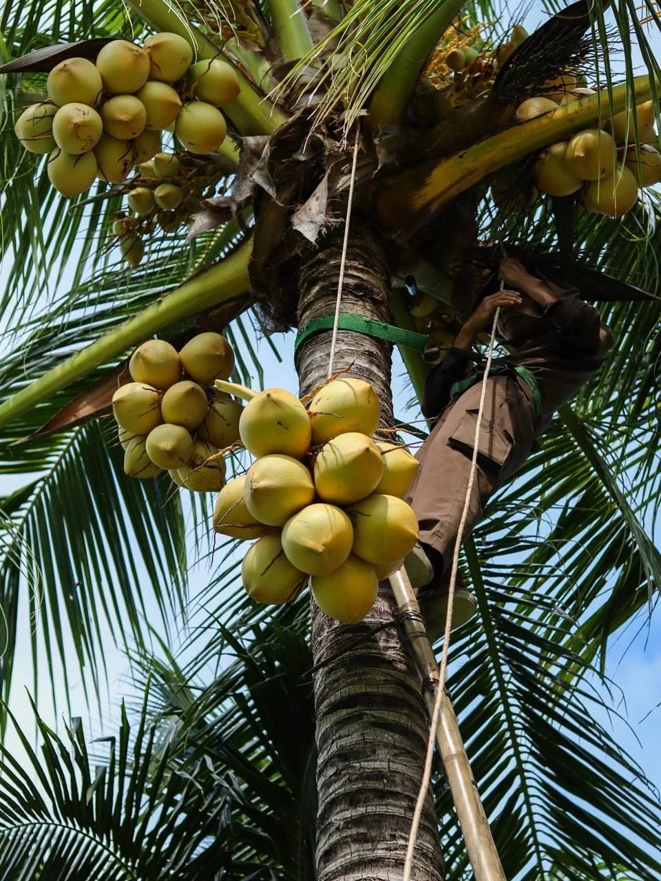 ‘From Husk to Health’: The Anam Cam Ranh Unveils ‘Coconut Harvesting’ Experience 