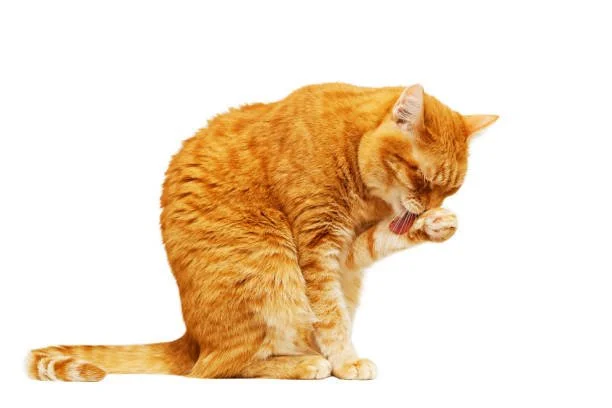 Clean(ish) Comedy Showcase at Ginger's Revenge