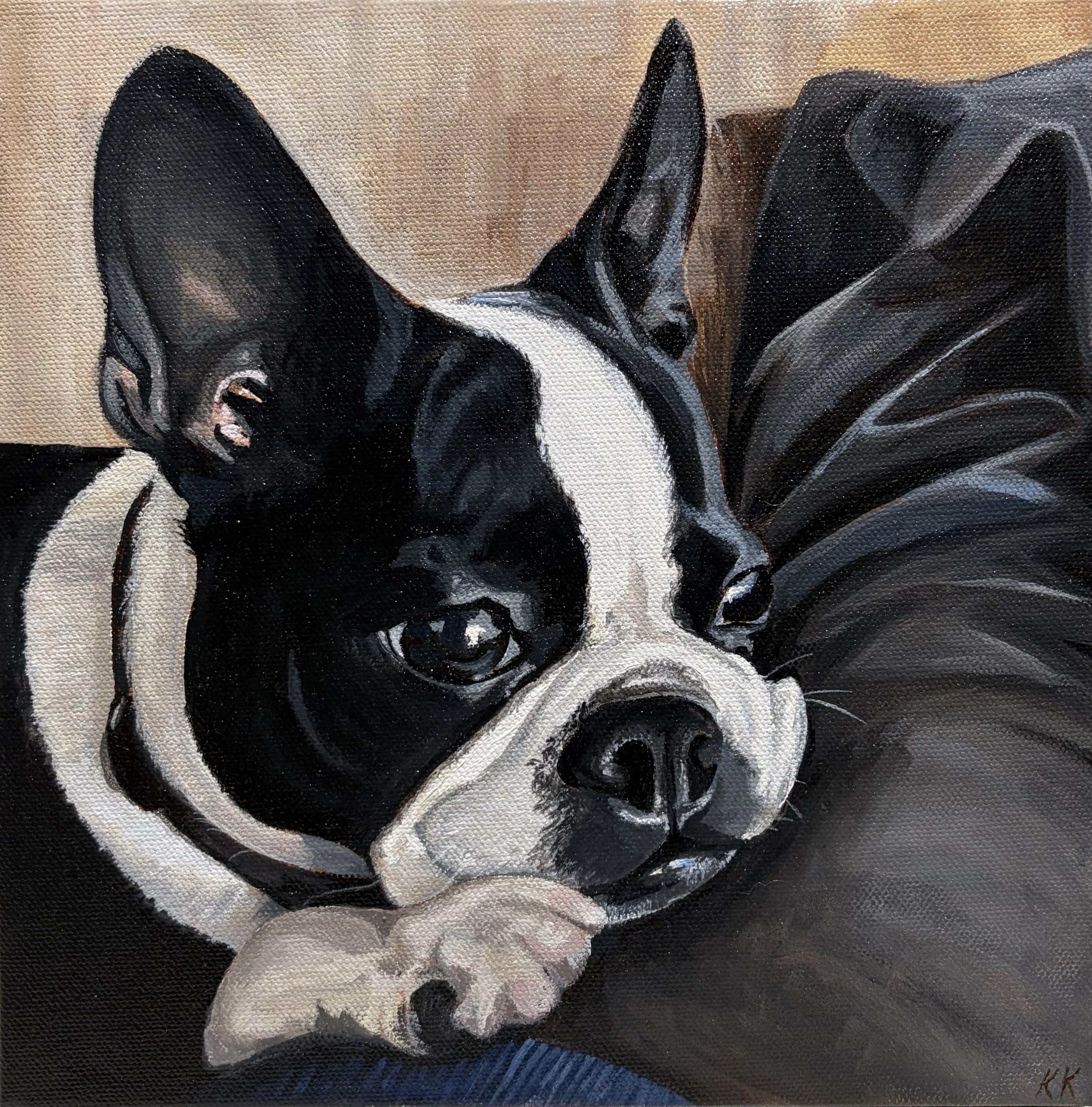 Boston terrier resting head