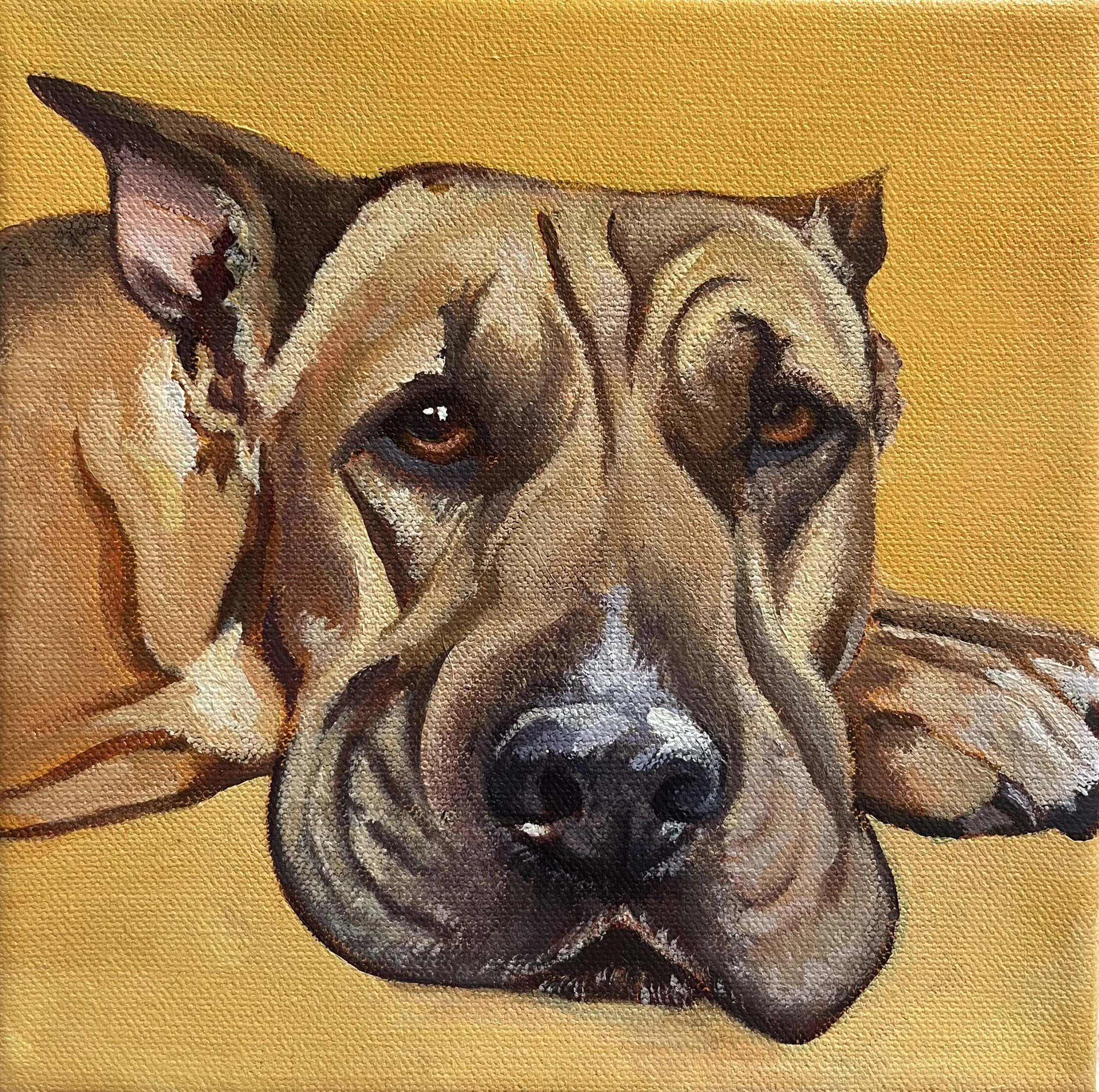 wrinkly dog face resting on paw