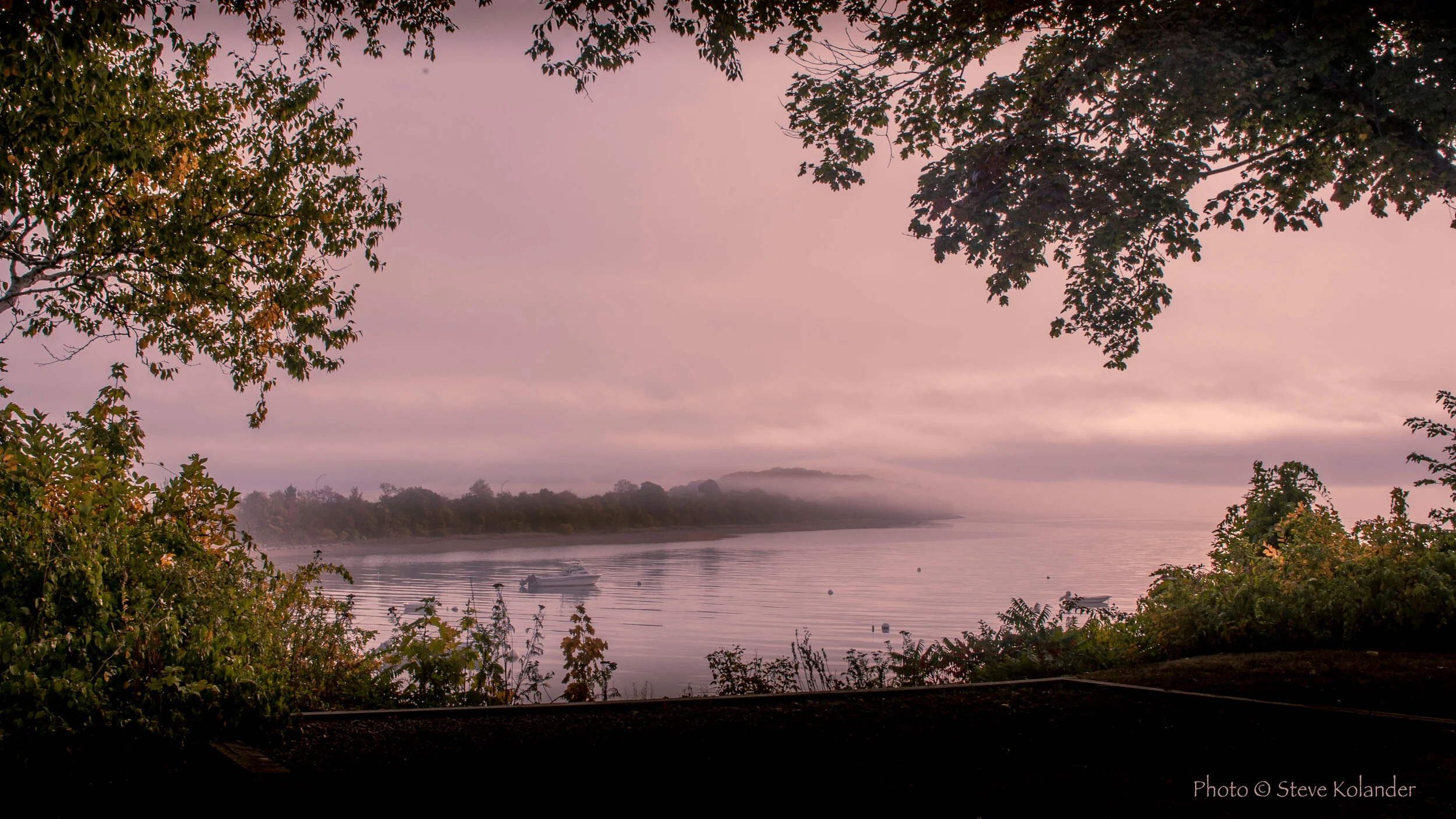 squantumlookingtree_retouch_fog_signed.jpg