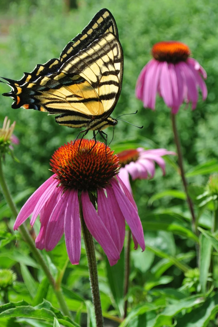 DSC_4978.jpg