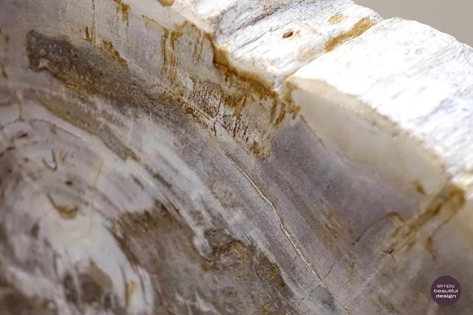 = Petrify Wood Detail 3.JPG