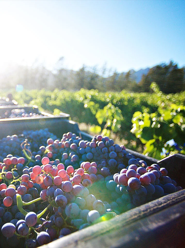 Expertly-sourced-grapes.jpg