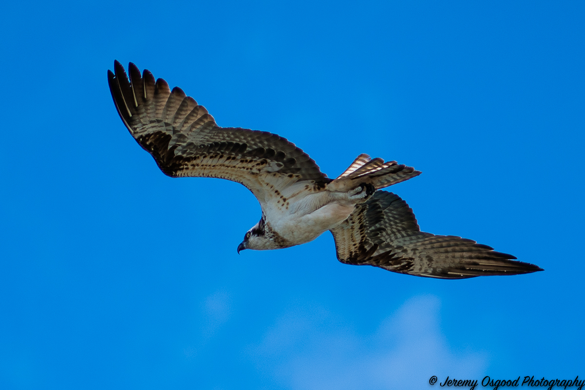 Osprey on the hunt at Bahia Honda State Park