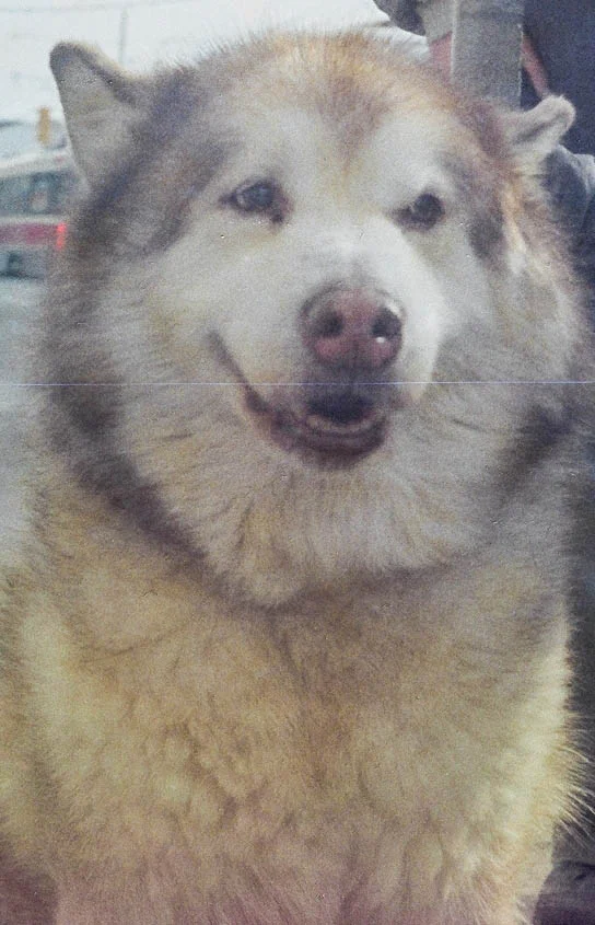 80450020.jpg