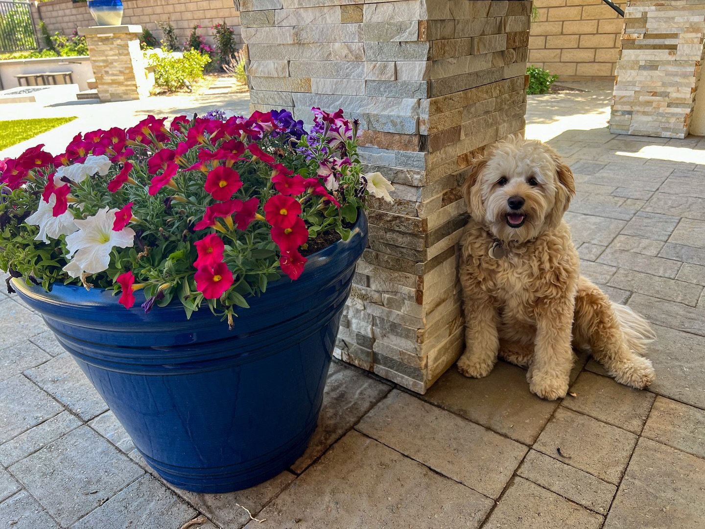 Day 5! Enjoying post-training smoothies with our beautiful gardens and our sweet pup. During yesterday&rsquo;s 2 mile run we improved our mile time from 15:35 on day 1, to 14:57! Today we did cross training 200 meters x5 in between ab and bicep worko