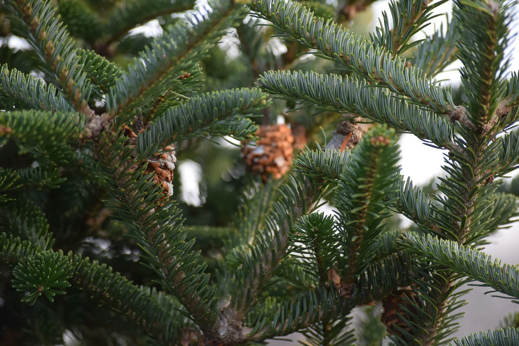 The "Perfect Tree" Gets a Little Harder to Find