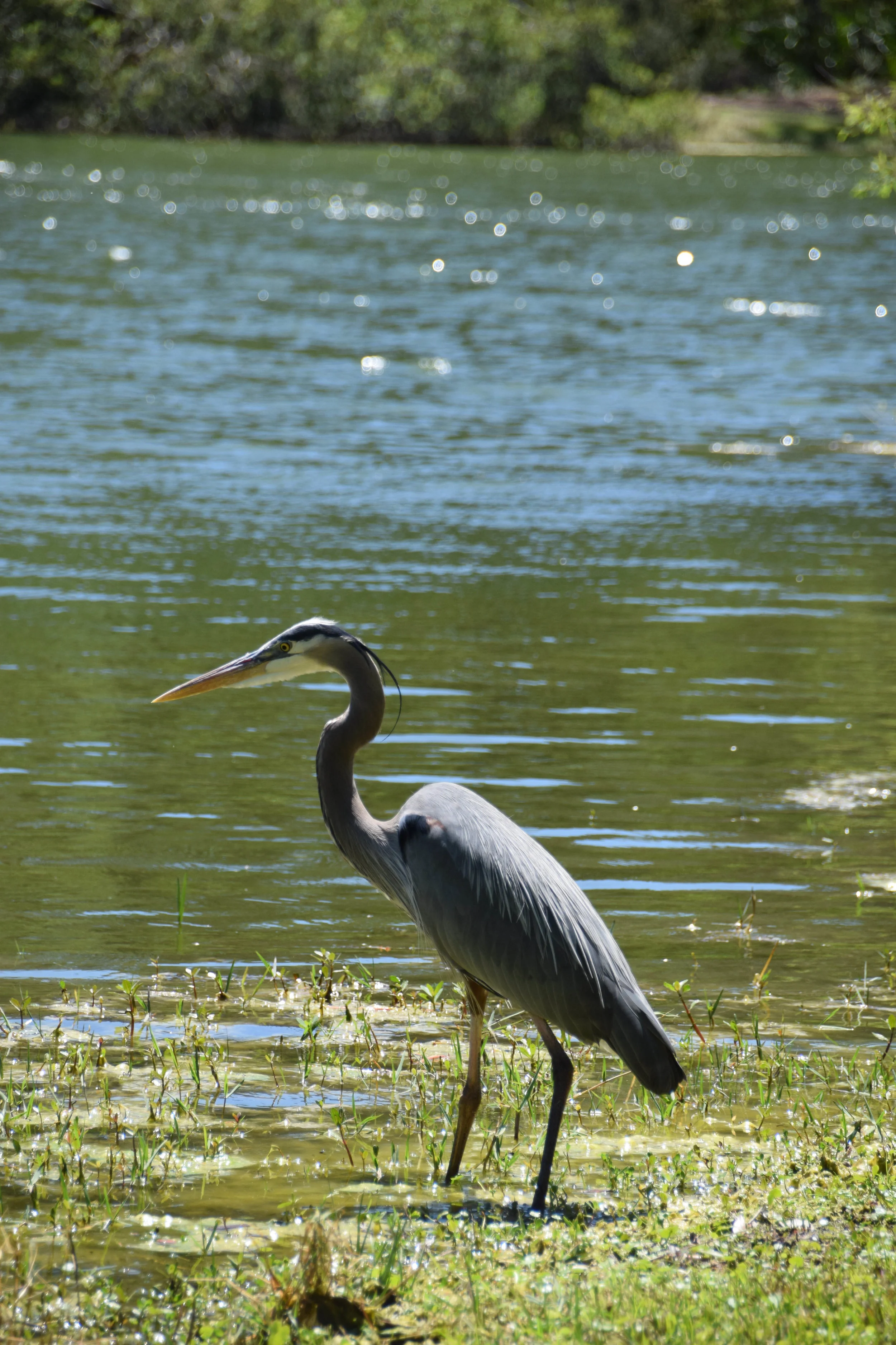 Turtles and gators and herons, oh my!