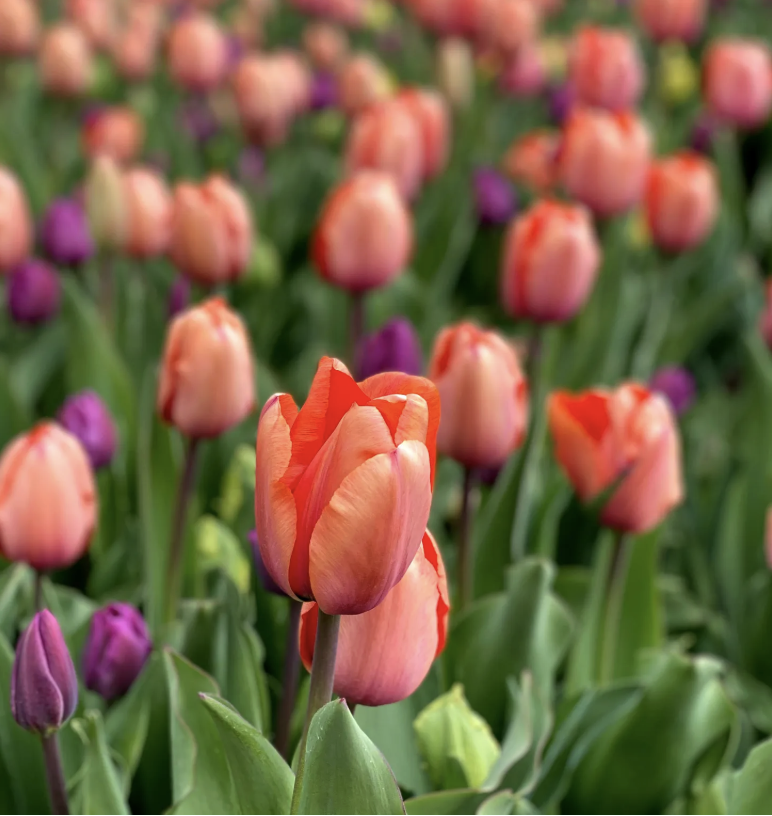 Springing 🌷 the Big News!