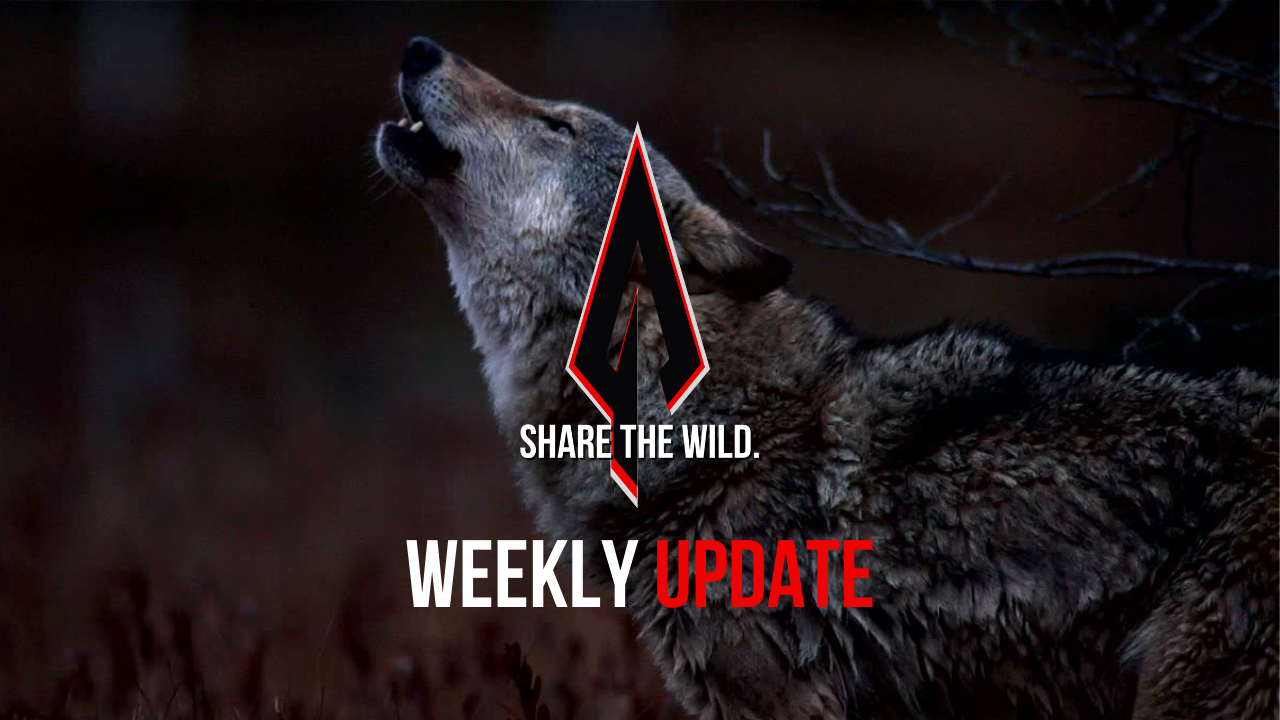 New Video Series Inbound! The Share the Wild Weekly Update.