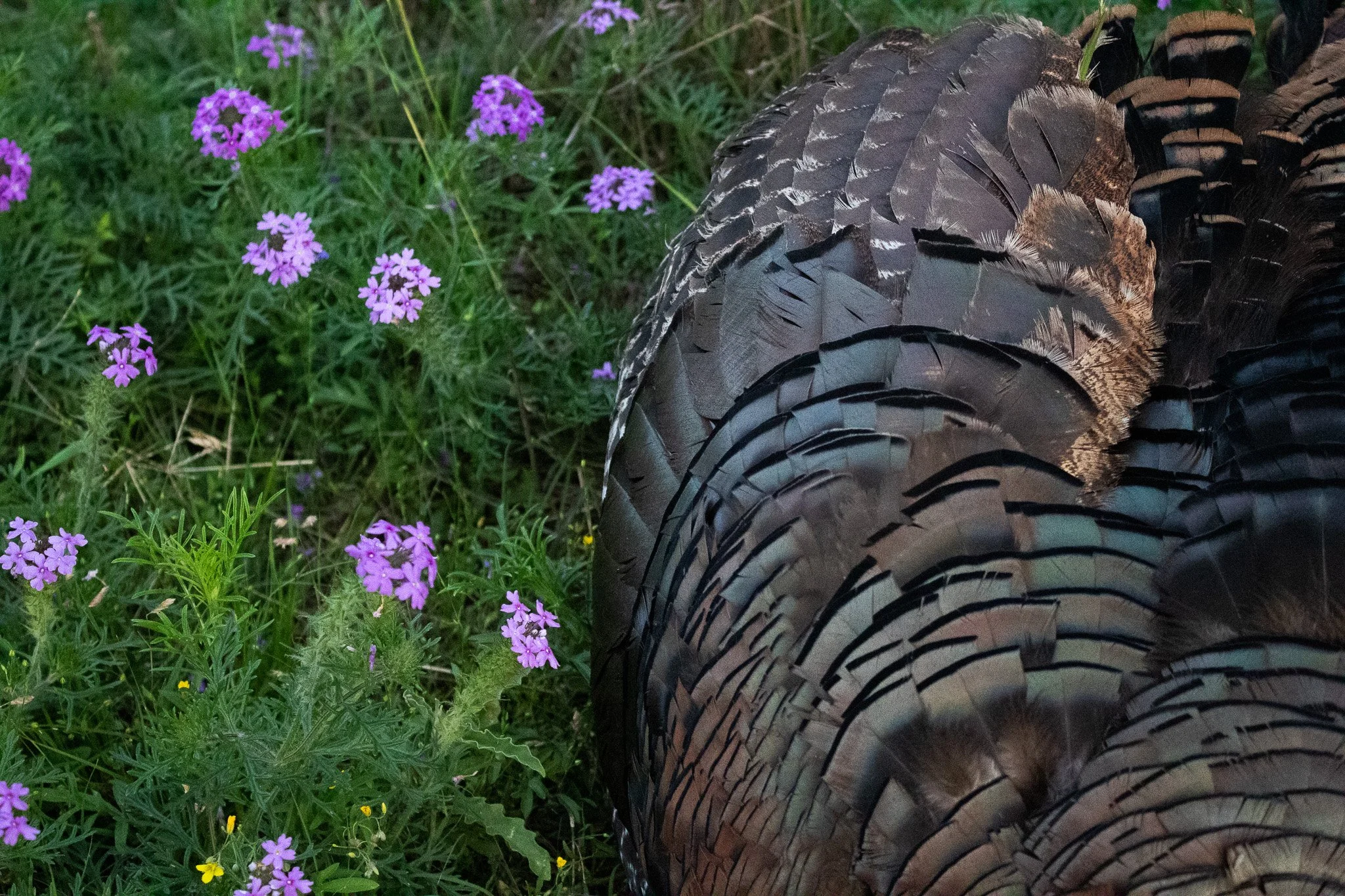 The Devotion of the Turkey Hunter