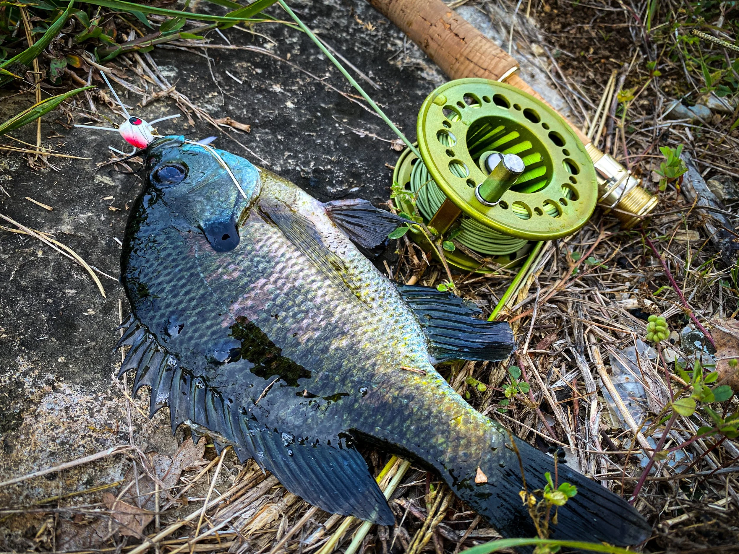 Bluegill: The Bulldog of the Farm Pond