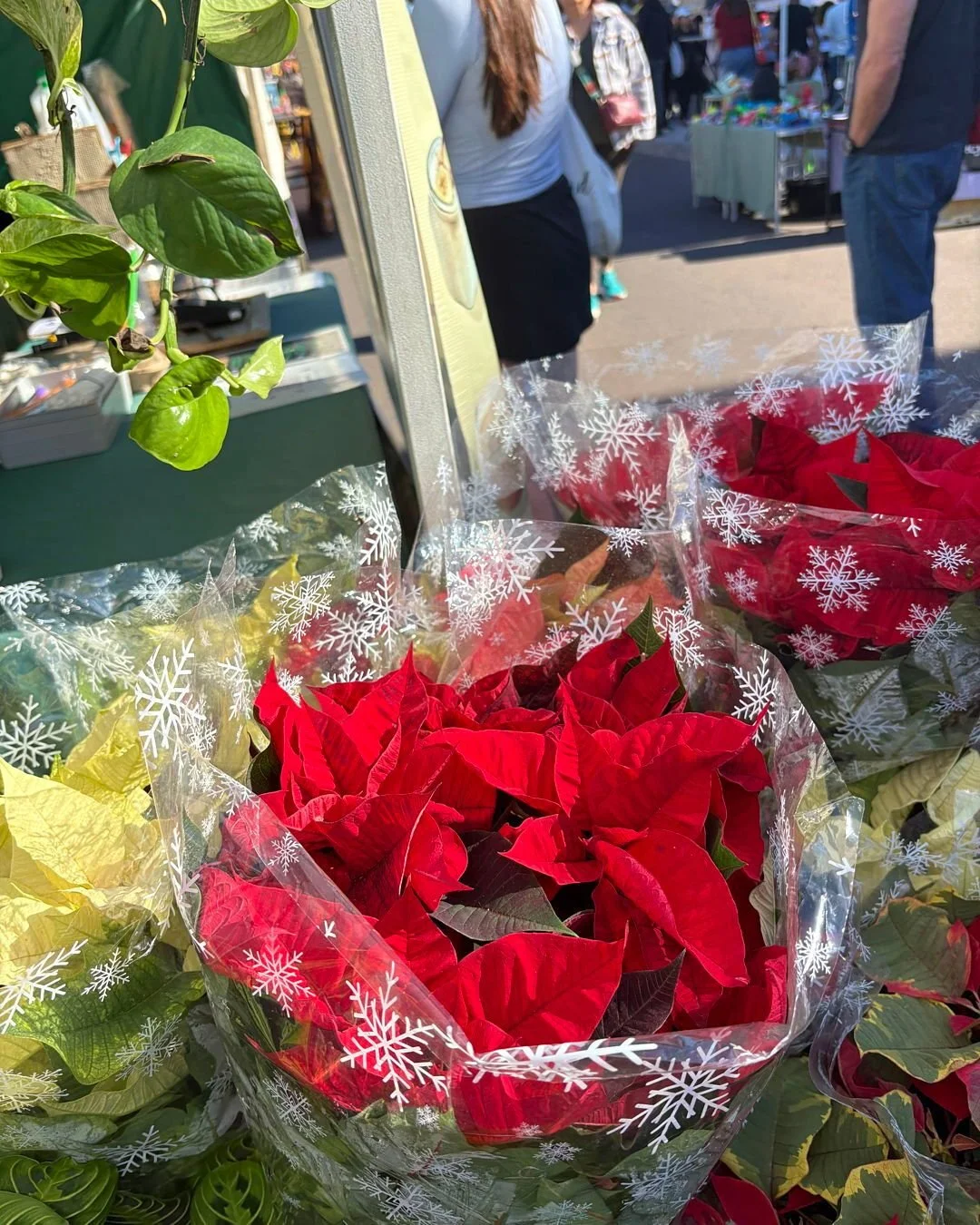 &rsquo;Tis the season to stop and smell the&hellip; poinsettias ❤️✨

Find these beauties this weekend at the Hillcrest Farmers Market, they will add the perfect touch of festive flair to your home! 🫶