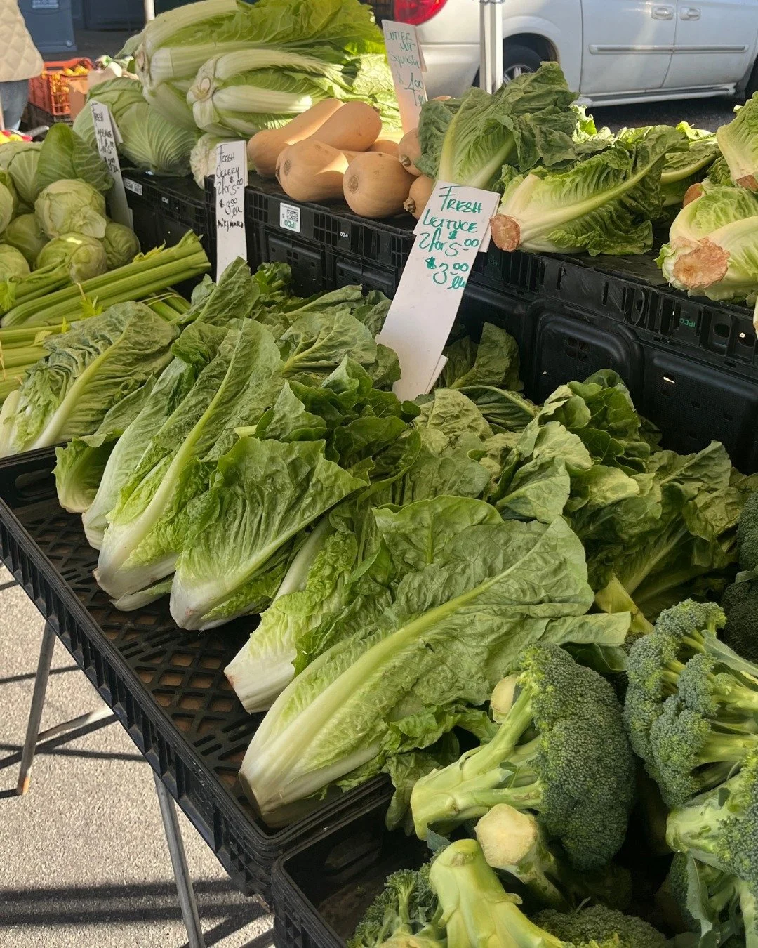 Everybody ROMAINE calm... it's market day 😏 

See you on University Avenue until 2 PM! 🫶 

#hillcrestfarmersmarket