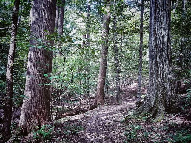 Hallowed ground. Celebrated the cooler #weather with some much needed time in the #woods!

#nature #instanature #forest #hike #therapy #trail #nature_photo #spiritual #pennsylvania #naturephotography #naturelover