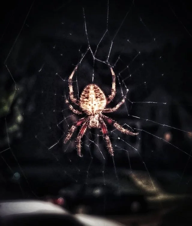 Three times today, I saw the elements destroy this #spider 's web, and three times, I saw her #rebuild it.

There's always a #lesson in #nature if your eyes are open to it. 
#philosophy #insect #architecture #pma #positivity #noblework #contrast #nig