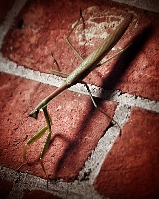 Greeted by this absolute #legend outside my front door. Even was so #kind as to look right at me so I could get a quick pic. 
#shadow #bug #nature_brilliance #insects #prayingmantis #wildlife #fall #wildlifephotography #green