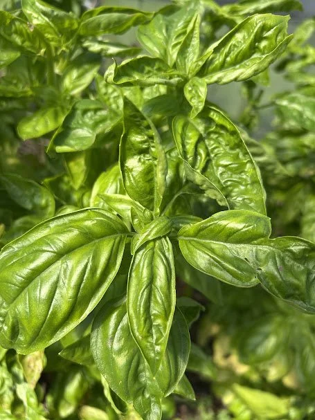 basil.jpg