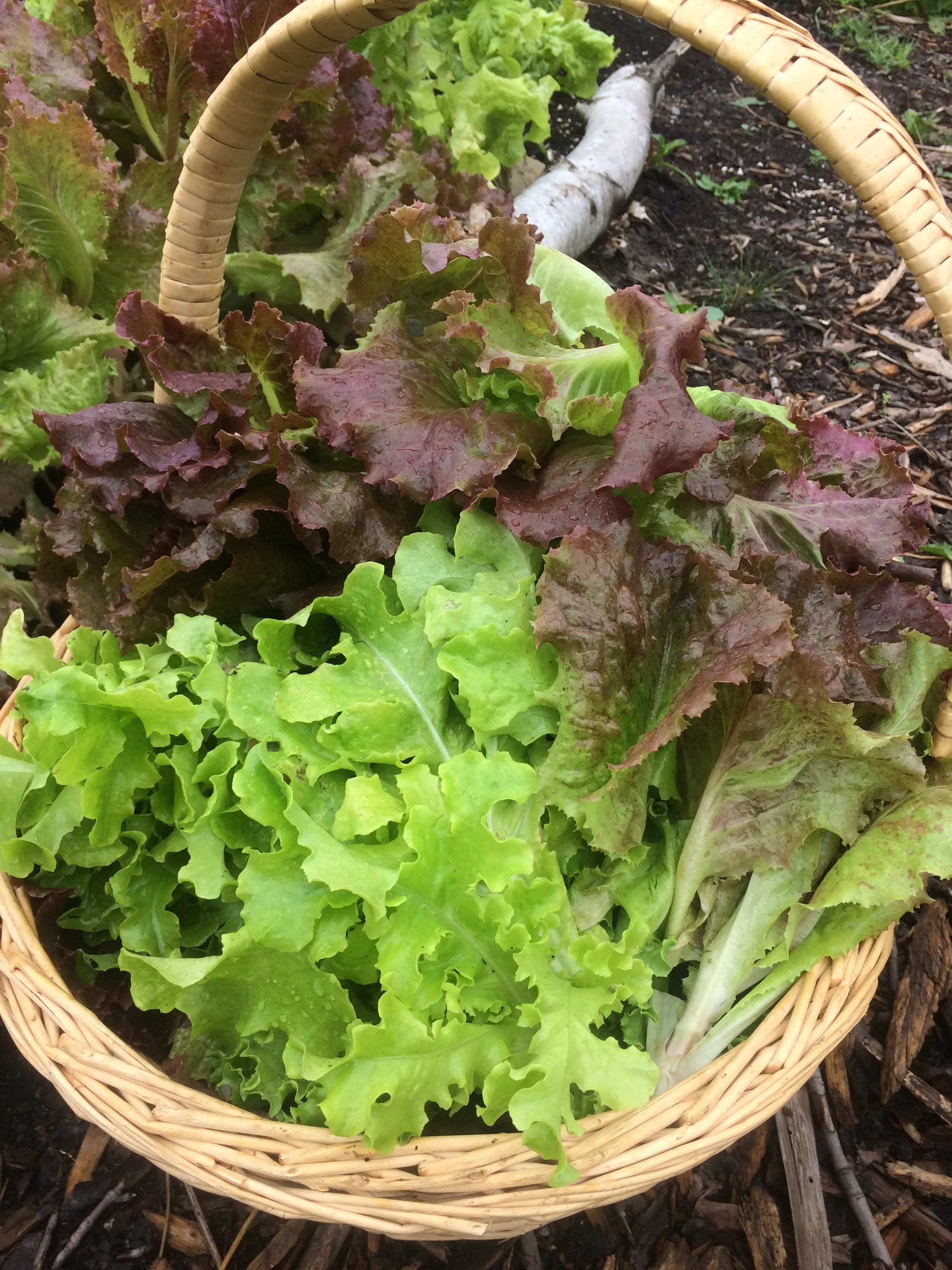lettuce.jpg