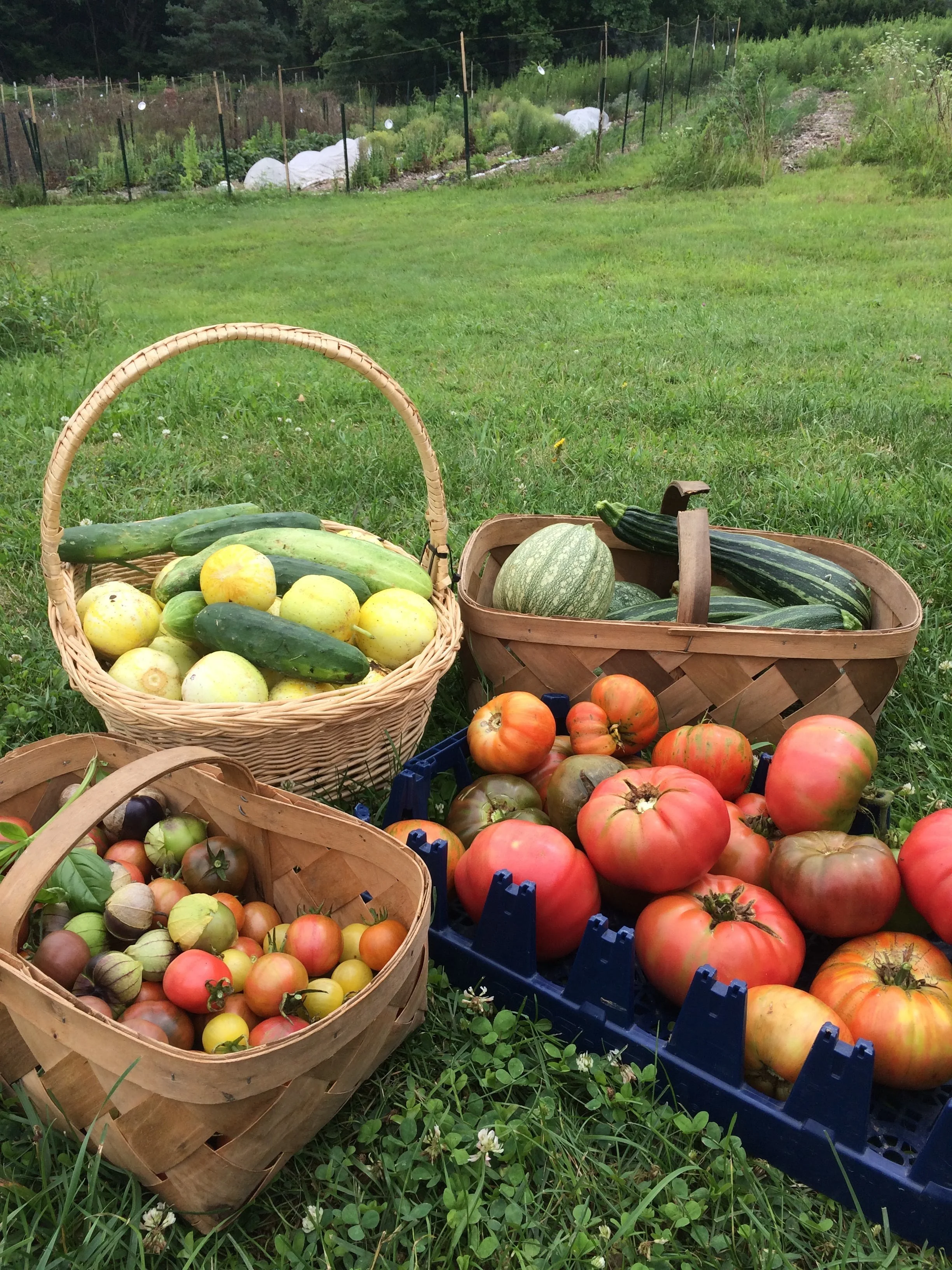 summer abundance.jpg