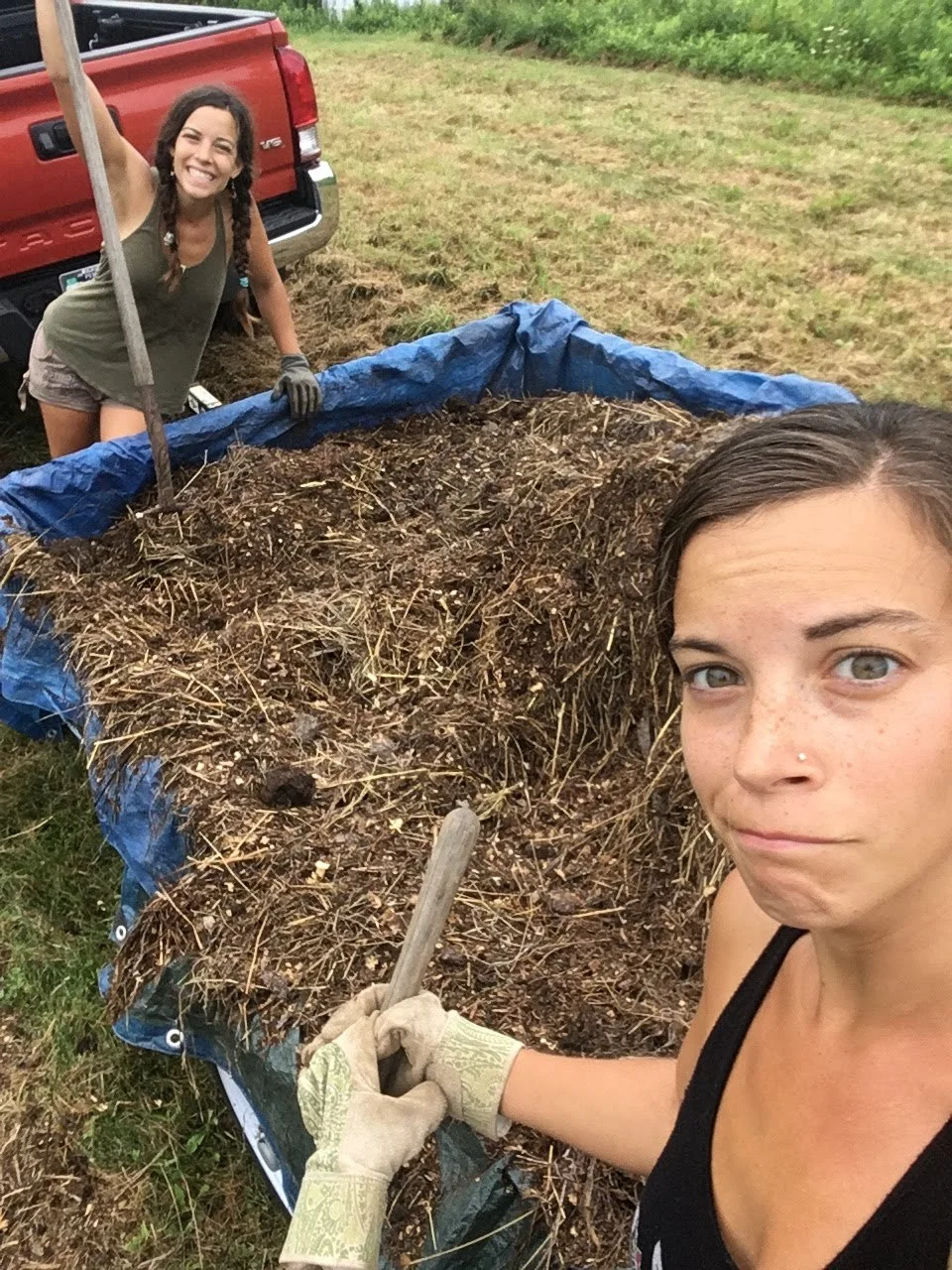 Horse manure from nearby stables