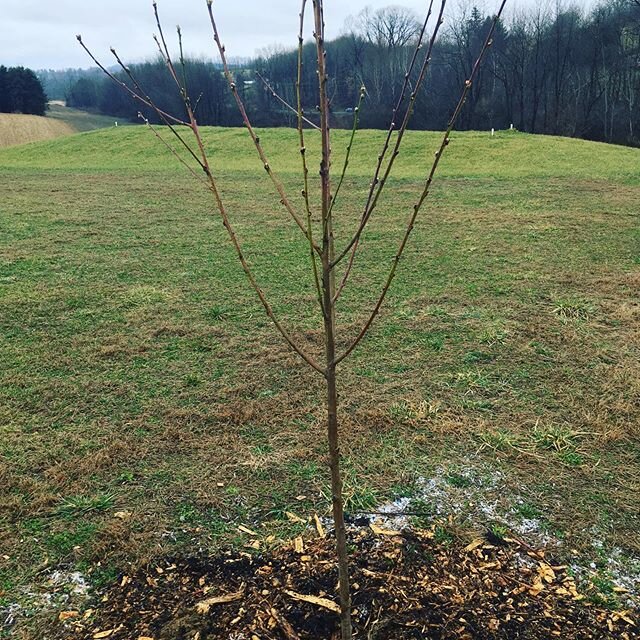 Today brings the last planting to complete the orchard, apples pears peaches and cherries (and hazelnuts and paw paws yesterday). During these strange times you can still go outside and work in your yard or garden, still support those small nurseries