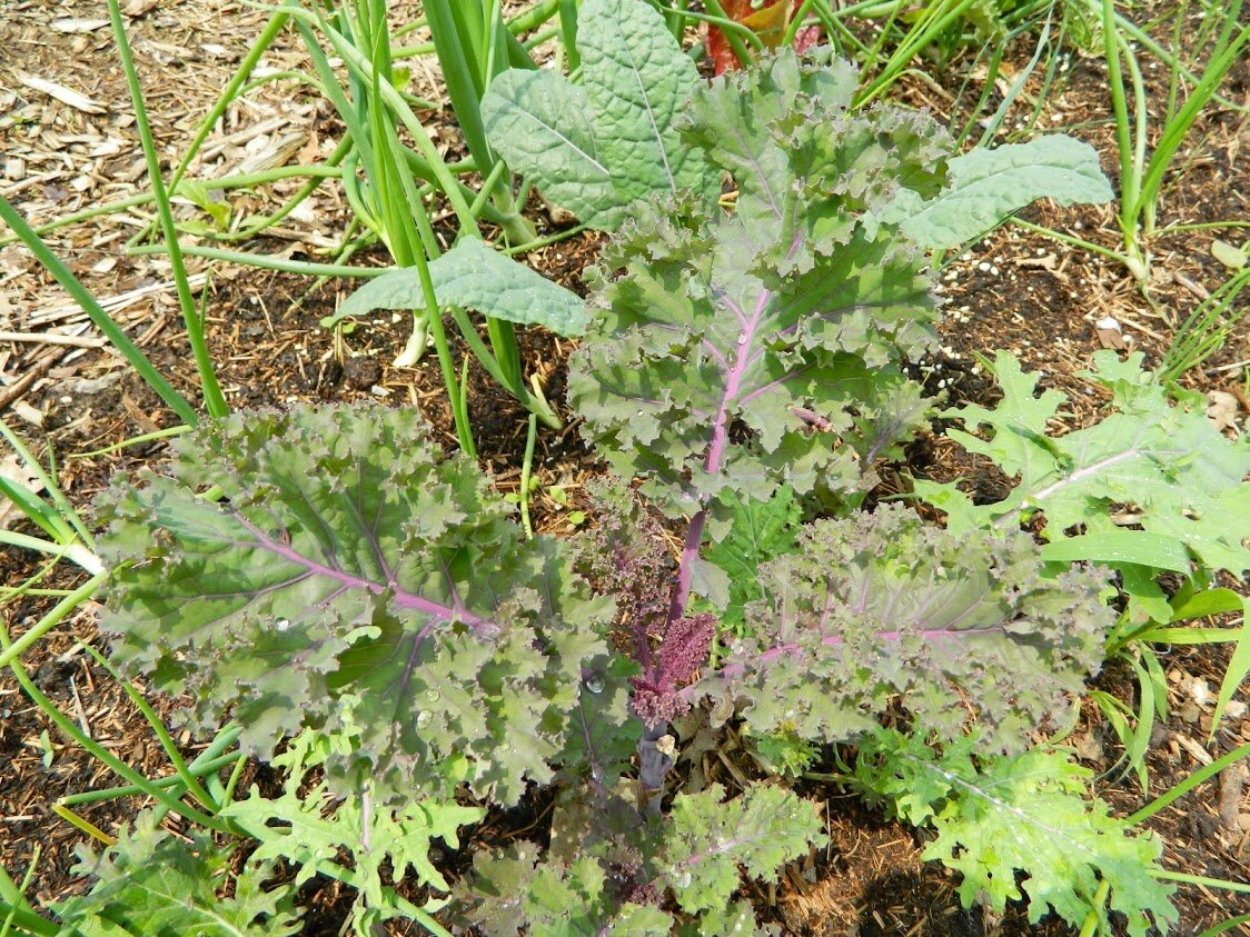 kale and onions.JPG