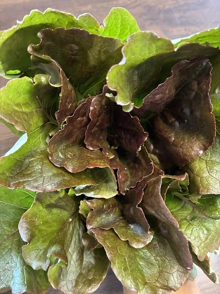 head lettuce.jpeg