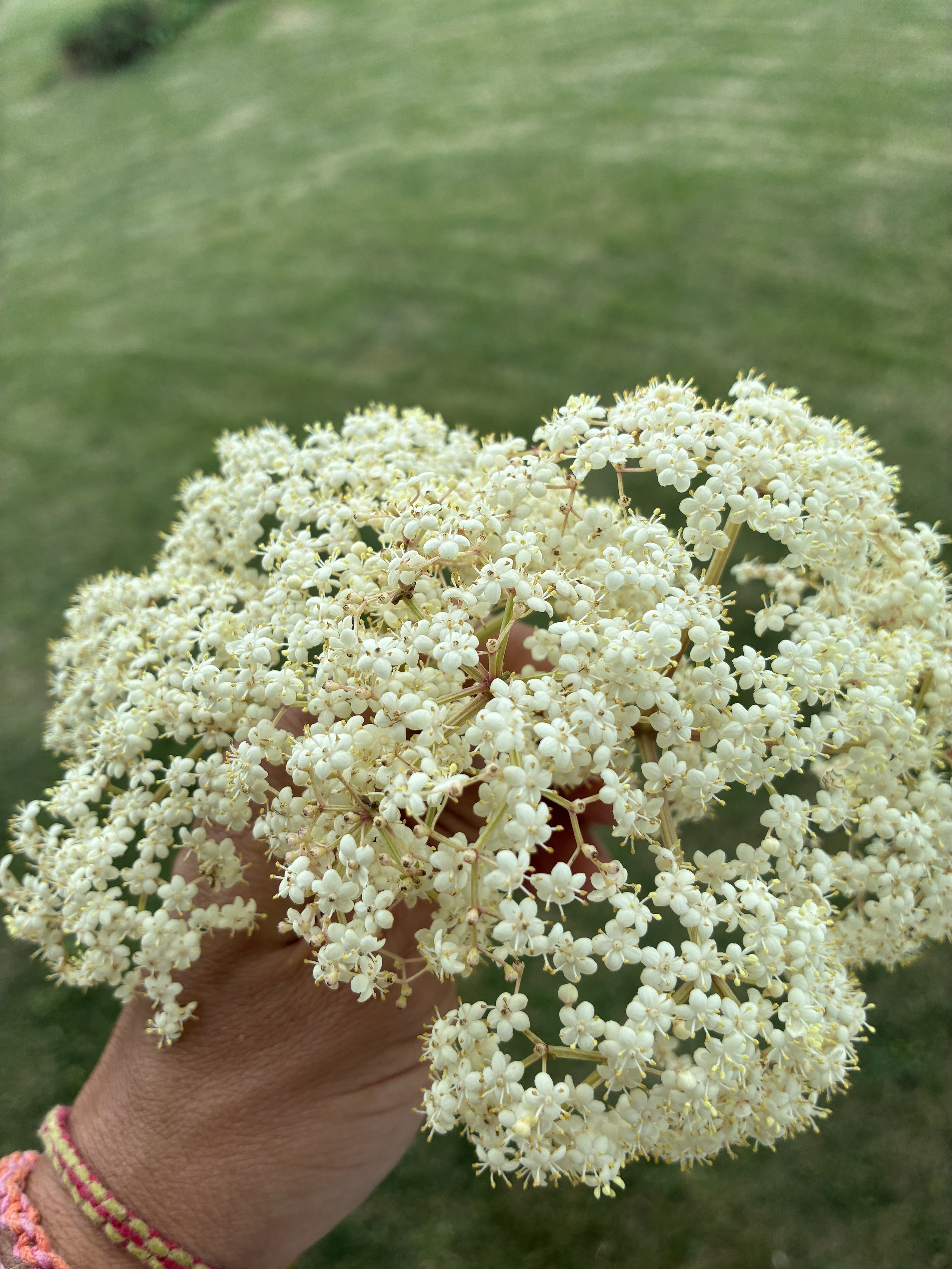 Elderflower2.jpeg