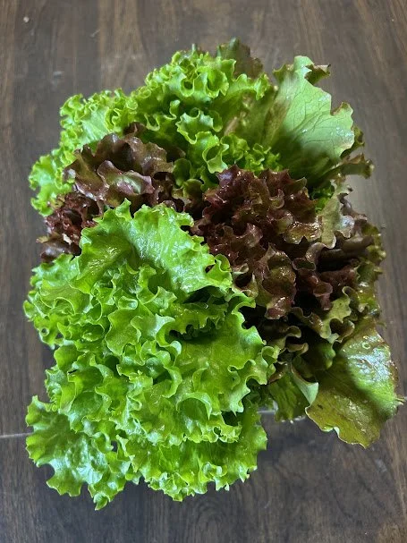 head lettuce2.jpeg