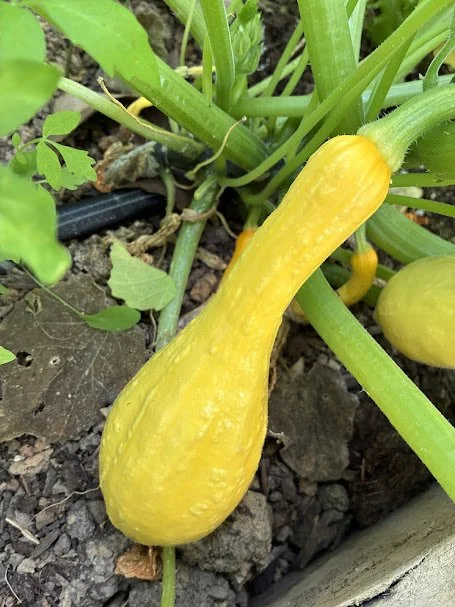 squash.jpeg
