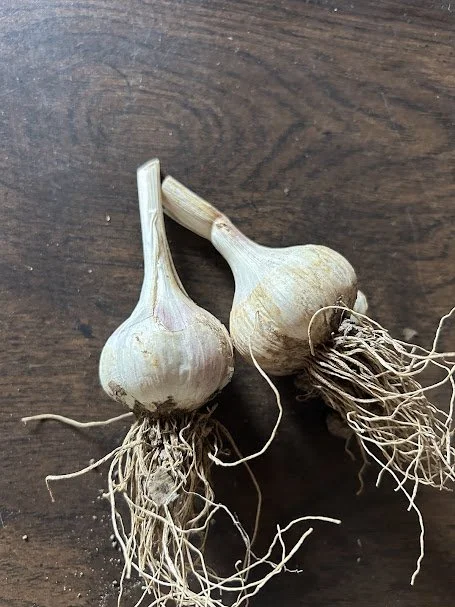 garlic.jpg