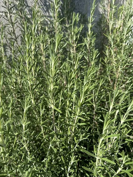 rosemary.jpg