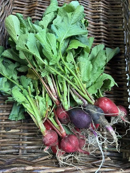 radish.jpg
